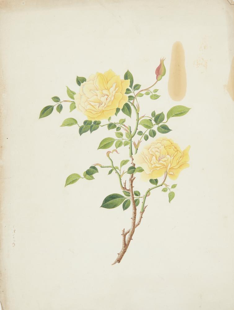 BOTANICAL ARTIST, EARLY 19TH CENTURY CAMELLIA AND OTHER FLOWERS a set of four, watercolour, 47 x - Image 4 of 6