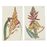 THOMAS CURTIS, PUBLISHER ILLUSTRATIONS TO THE BOTANICAL JOURNAL twelve, hand coloured engravings