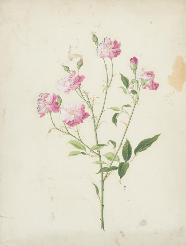 BOTANICAL ARTIST, EARLY 19TH CENTURY CAMELLIA AND OTHER FLOWERS a set of four, watercolour, 47 x