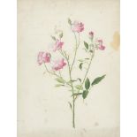 BOTANICAL ARTIST, EARLY 19TH CENTURY CAMELLIA AND OTHER FLOWERS a set of four, watercolour, 47 x