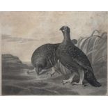 VARIOUS ENGRAVERS AFTER JAMES BARENGER AND OTHERS - RED GROUSE; PLOVERS; WILD DUCKS; WIDGEON, A
