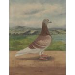 C H WADSWORTH (FL EARLY 20TH CENTURY) PORTRAIT OF MR J W BOOTHMAN'S CHAMPION RACING PIGEON "