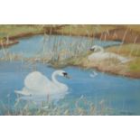 RALSTON GUDGEON, RSW (1910-1984) SWANS signed, watercolour, 37 x 55cm Good condition