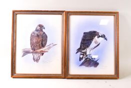 M J Fook, Osprey, Golden Eagle, Buzzard, Montagies Harrier, watercolour and body colour,