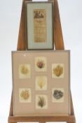 A framed group of seven 19th century seaweed specimans, each titled in ink,