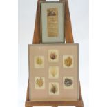 A framed group of seven 19th century seaweed specimans, each titled in ink,