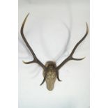Taxidermy : A pair of three point Antlers mounted on a shaped oak backboard spanning 76cm