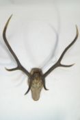 Taxidermy : A pair of three point Antlers mounted on a shaped oak backboard spanning 76cm