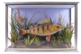 Taxidermy : A cased and glazed Perch in an underwater tableau,