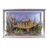 Taxidermy : A cased and glazed Perch in an underwater tableau,