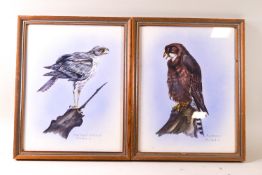 M J Fook, Osprey, Golden Eagle, Buzzard, Montagies Harrier, watercolour and body colour,