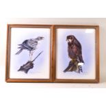 M J Fook, Osprey, Golden Eagle, Buzzard, Montagies Harrier, watercolour and body colour,