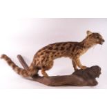 Taxidermy : A late 19th century example of a serval, depicted stalking on a branch,