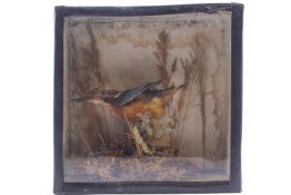 Taxidermy : A Kingfisher, perched on a branch with grasses and moss, in glazed case,