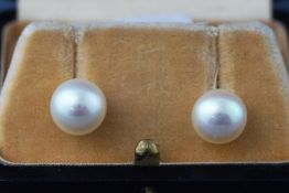 A white metal pair of cultured freshwater pearl earrings, 9.50 to 10.0mm.