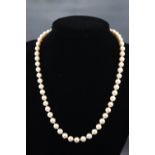 A single strand of freshwater cultured pearls measuring 7.00mm to 7.50mm....