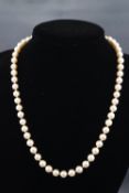 A single strand of freshwater cultured pearls measuring 7.00mm to 7.50mm....