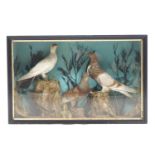 Taxidermy : Three pigeons in glass case,