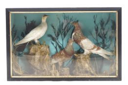 Taxidermy : Three pigeons in glass case,