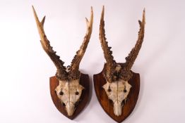 Taxidermy: a pair of Chamois antlers, each mounted on oak shields,