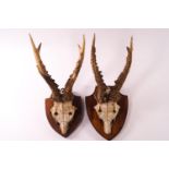 Taxidermy: a pair of Chamois antlers, each mounted on oak shields,