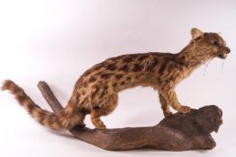 Taxidermy : A late 19th century example of a serval, depicted stalking on a branch,