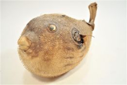 Taxidermy : A Puffer fish,