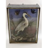 A Victorian cased taxidermy of a Heron and other birds,