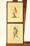 A pair of late 18th century coloured prints of tropical birds, one published by F P Nodder,