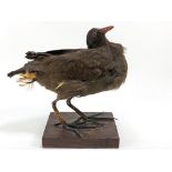 Taxidermy : A Poule d'eau (common moorhen),