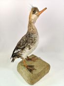 Taxidermy : A specimen Grebe,