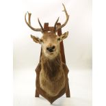 Taxidermy : A magestic Stag's head,