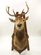 Taxidermy : A magestic Stag's head,