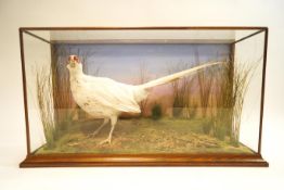 Taxidermy - A specimen of a white pheasant set in a naturalistic background, cased,