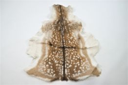 A Fallow deer (Dama Dama) skin,