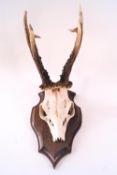 Taxidermy - A bronze medal class deer (Scardinus), skull with six point antlers on an oak board,