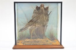 Taxidermy : A cased ruff (Philomachus Pugnax),