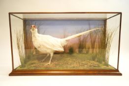 Taxidermy - A specimen of a white pheasant (Phasanius Colchicus), set in a naturalistic background,