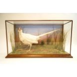 Taxidermy - A specimen of a white pheasant (Phasanius Colchicus), set in a naturalistic background,