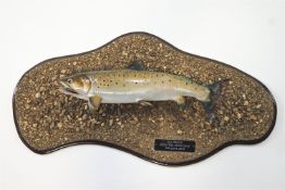 Taxidermy : A sea trout (Salmo Trutta), by Philip Leggett, mounted on a board,