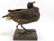 Taxidermy : A moorhen (Galinula), on square plinth base,