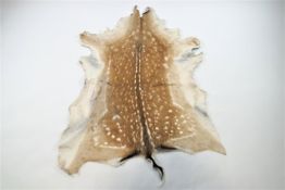 A Fallow deer (Dama Dama) skin,