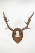 Taxidermy - Fallow deer (Dama Dama) antlers with palmations on an oak board,