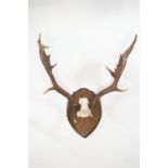 Taxidermy - Fallow deer (Dama Dama) antlers with palmations on an oak board,