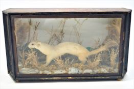 Taxidermy : A cased ermine (Mustela Erminea), in its winter coat,