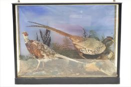 Taxidermy: A glazed cased group of a cock and a hen Pheasant (Phasanius Colchicus)