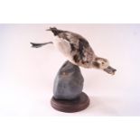 Taxidermy - A diving duck on a wood base,