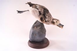 Taxidermy - A diving duck on a wood base,