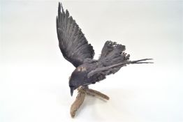 Taxidermy : A crow (Corvus Corone), shown with wings outstretched in the calling position,