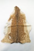 A Fallow deer (Dama Dama) skin,